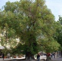 Тъжно! Старият бряст в Сливен умира