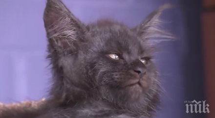 хит нета вижте котето химера човешко лице видео