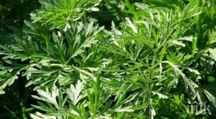 сила природата помага пелинът