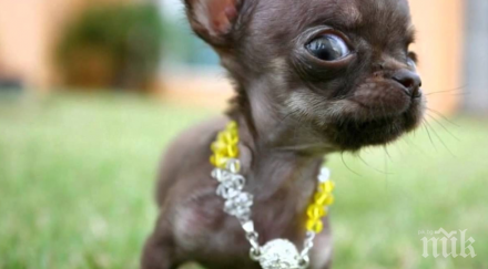 учени създадоха клонинга малкото куче света видео