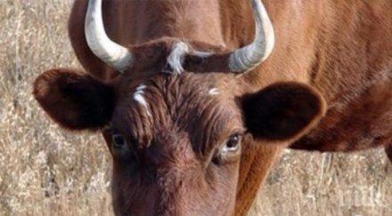 корида пловдив цигани изтърваха бик натоварен булевард снимка