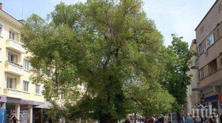 тъжно старият бряст сливен умира