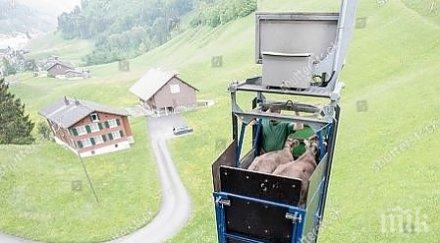 пример швейцария кравите возят лифтове без опашки снимки