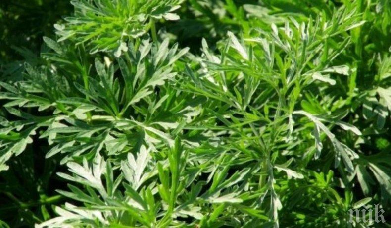 СИЛА ОТ ПРИРОДАТА! Ето как помага пелинът