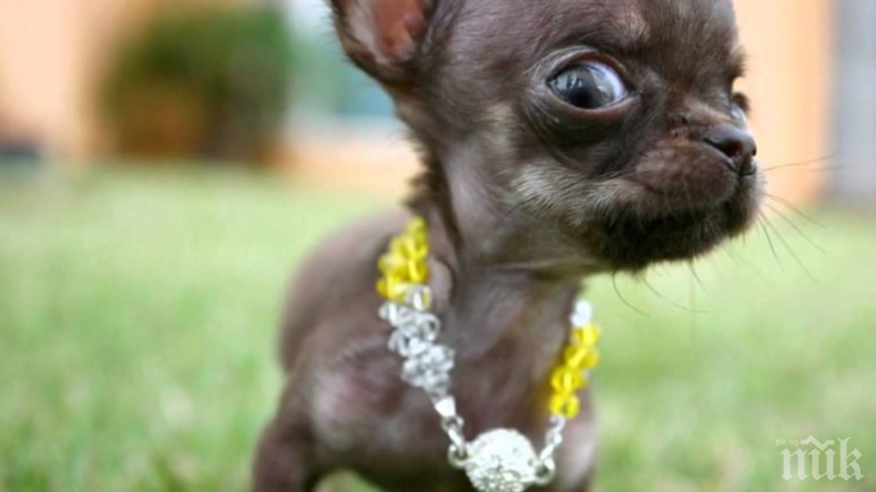 Учени създадоха 49 клонинга на най-малкото куче на света (ВИДЕО)
