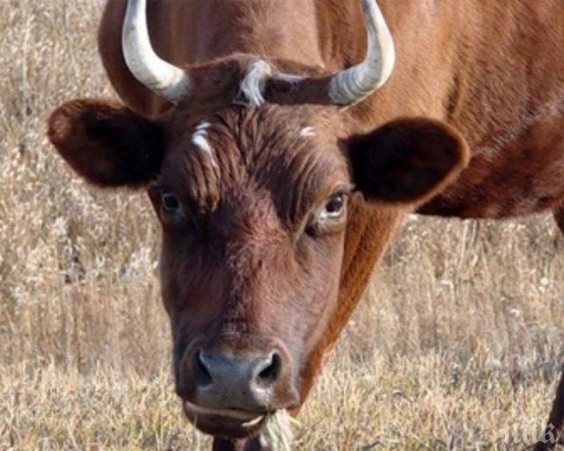 Корида в Пловдив! Цигани изтърваха бик на натоварен булевард (СНИМКА)