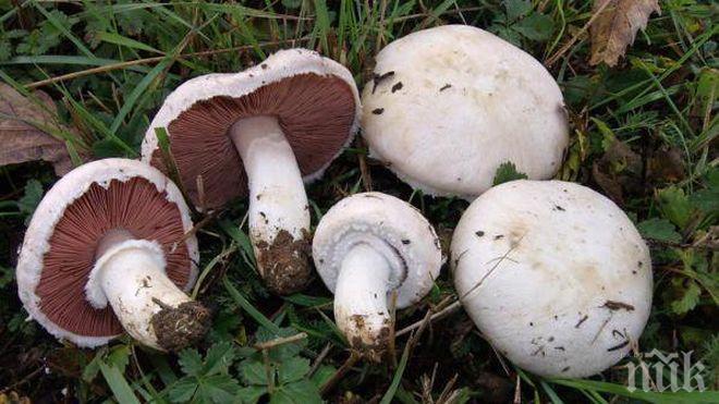 Горските глобиха 30 гъбари в Странджа