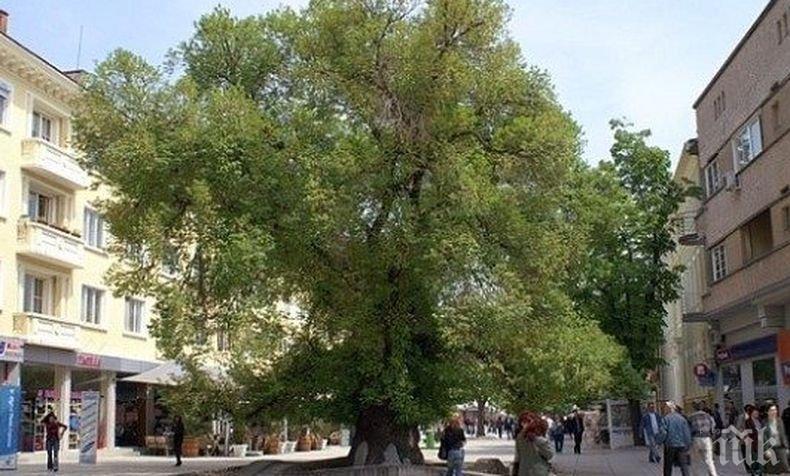 Тъжно! Старият бряст в Сливен умира