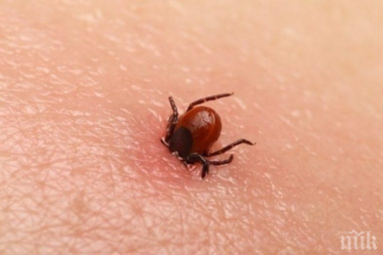 Експерт алармира: Бум на кърлежите след пороите!