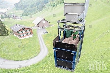 ЗА ПРИМЕР! В Швейцария и кравите се возят на лифтове без опашки (СНИМКИ)