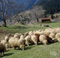 Отпуснаха пари на бунтуващи се животновъди