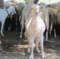 Умъртвяват животни в Ямболско заради чума
