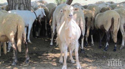 изплащат обезщетенията евтаназираните животни