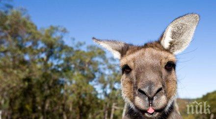 разкриха причината пиянството кенгурата видео