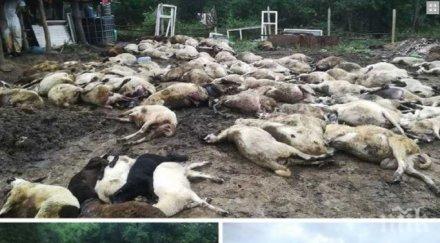 последните минути около 400 животни евтанизирани шарково заради живи вериги