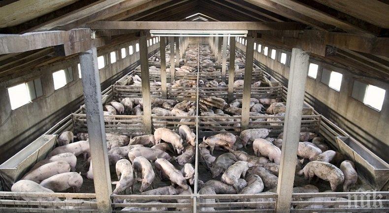 Огромен пожар в свинеферма в Германия уби 8000 животни