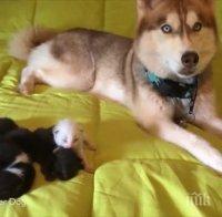 Мъж застреля хъски с пушка в Монтана