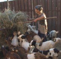 Румен Порожанов: От Асоциацията на козевъдите предлагат 100 кози на леля Дора