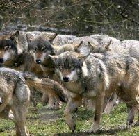 Идат вълци от Чернобил
