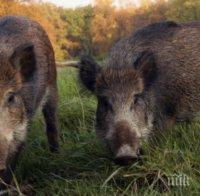 Заради чумата: Ловците обявиха тотален бойкот на лова на диви прасета!