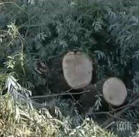 НА КОСЪМ ОТ ТРАГЕДИЯ! Дърво премаза автомобил в Кранево