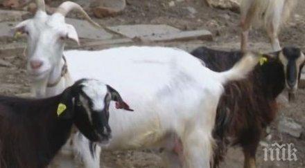 извънреден председателски съвет народното събрание заради чумата животните