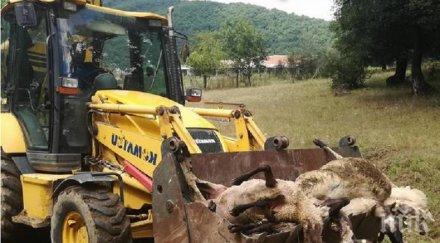 властите отложиха евтаназията животни странджа