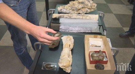 установено българия разхождали титанозаври