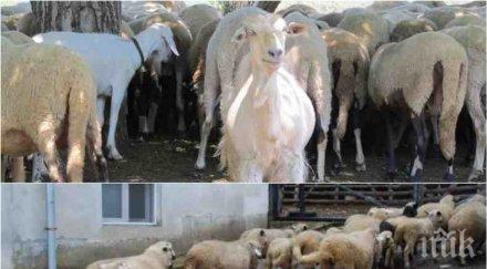 горещо първият животновъд евтаназирани животни съмнявам действията бабх