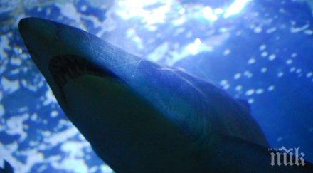 два плажа щата йорк бяха затворени заради агресивни акули