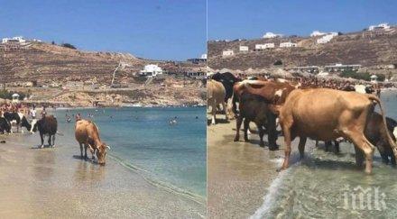 шок баровски плаж крави нахлуха сред туристите миконос снимки