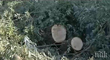 косъм трагедия дърво премаза автомобил кранево