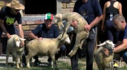 пример овцевъди габровския балкан даряват животни колегите странджа