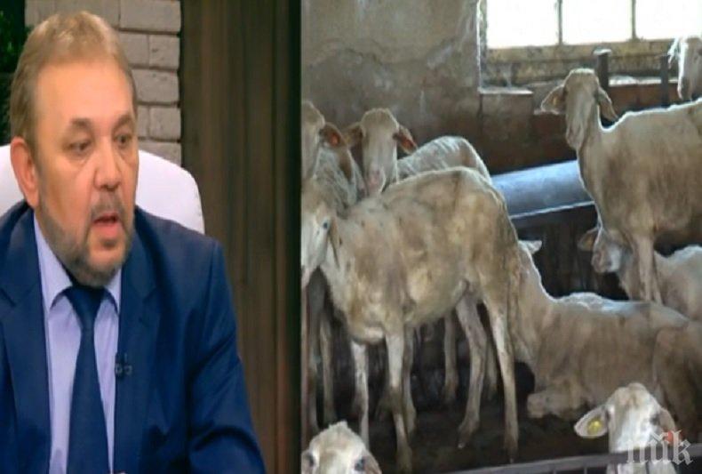 НЕКОМПЕТЕНТНОСТ? Зам.-министър на земеделието за избиването на животните: Аз не съм специалист