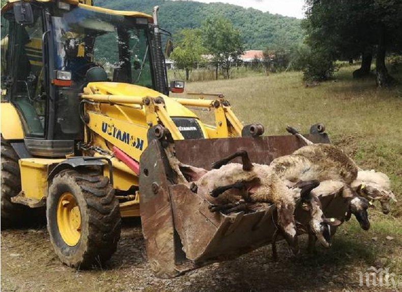 Властите отложиха евтаназията на животни в Странджа