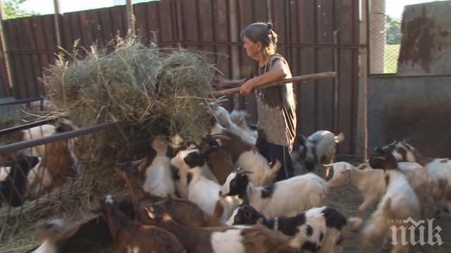 Румен Порожанов: От Асоциацията на козевъдите предлагат 100 кози на леля Дора