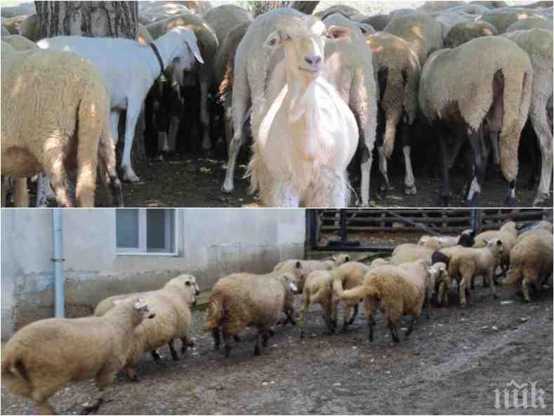 ГОРЕЩО! Първият животновъд с евтаназирани животни: Не се съмнявам в действията на БАБХ!