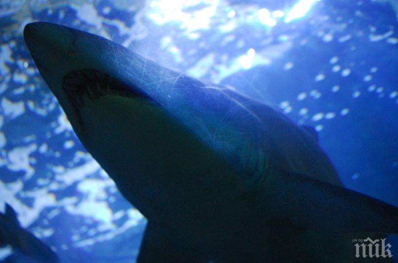 Два плажа в щата Ню Йорк бяха затворени заради агресивни акули