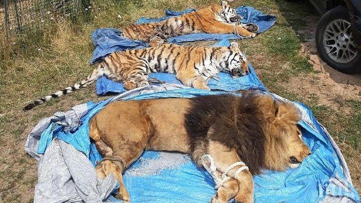 Заловиха два тигъра и лъв, избягали от клетките си в Чехия