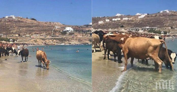 ШОК НА БАРОВСКИ ПЛАЖ! Крави нахлуха сред туристите на Миконос (СНИМКИ)