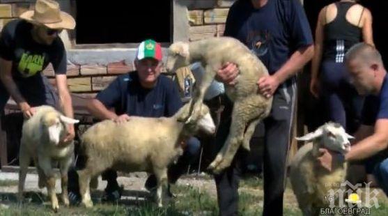 ЗА ПРИМЕР! Овцевъди от Габровския балкан даряват животни на колегите си от Странджа