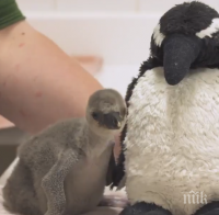 Спасиха пингвинче в лондонския зоопарк 