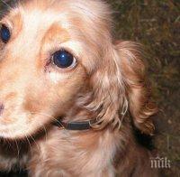 НОВА СХЕМА! Крадат по над 2000 кучета годишно