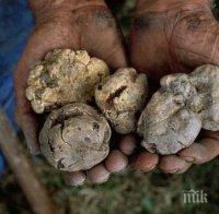 Забраниха на берачите на трюфели достъп до горите в Смолянско