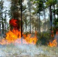 Огнена стихия в Швеция, пожарникари от цяла Европа гасят пожарите