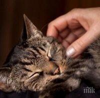 Ужас! Изрод трепе котки в търновски квартал (СНИМКА 18+)