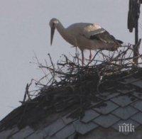 Спасиха бял щъркел със счупено крило в село Ботево