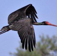 Черни щъркели се излюпиха в Балкана
