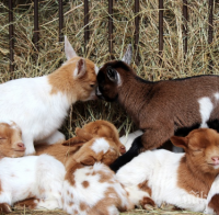 КРИЗА В БРАНША! Евростат: Младите фермери в България са едва 14%