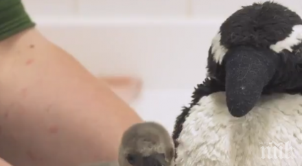 спасиха пингвинче лондонския зоопарк